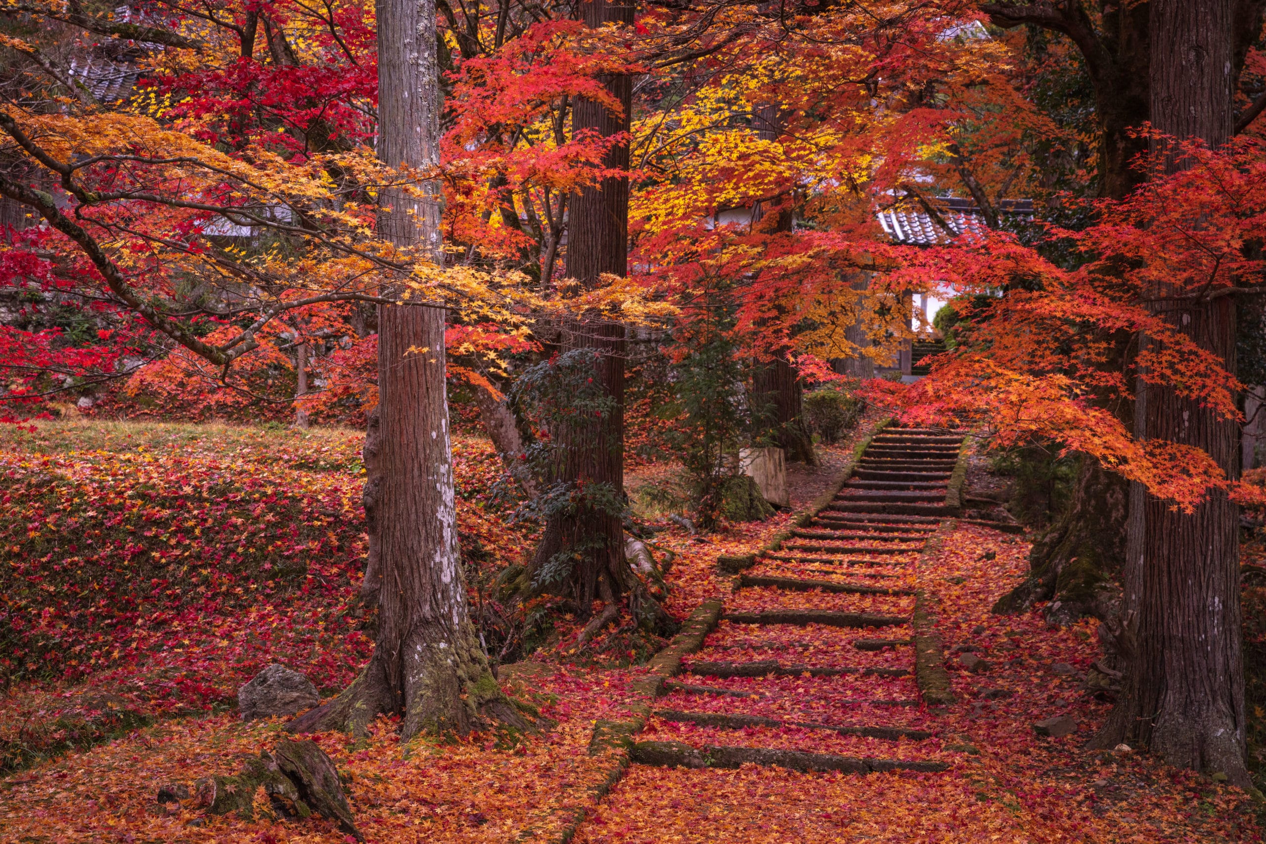 Japan Autumn Foliage | Oshin Tours